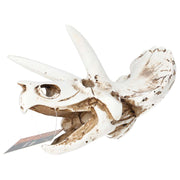 ProRep Triceratops Skull 17x12x12.5cm DPS035 - Reptiles By Post