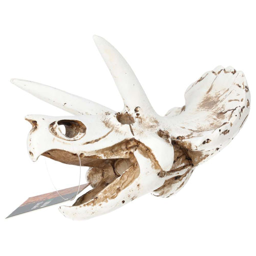 ProRep Triceratops Skull 17x12x12.5cm DPS035 - Reptiles By Post
