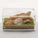 Reptizoo Acrylic Case with Removable Tray - Reptiles By Post