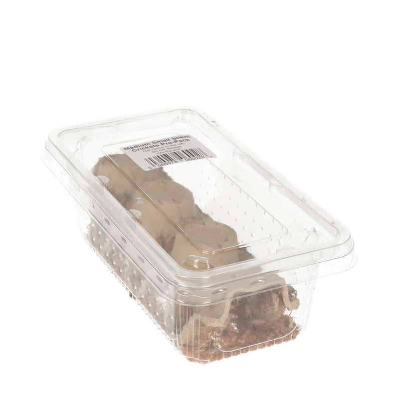 Silent Crickets - Standard Tub - Reptiles By Post