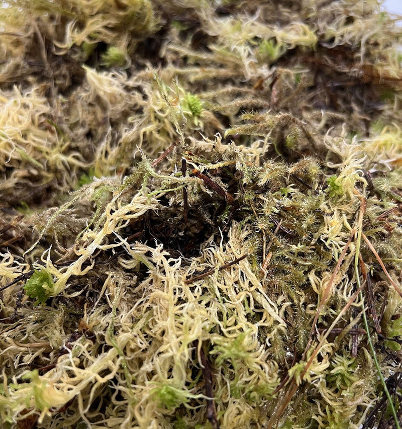 Sphagnum Moss BULK Sack - Reptiles By Post
