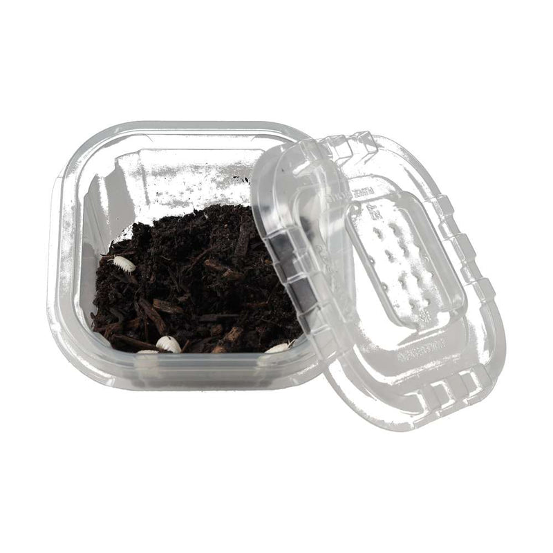 T - Albino Isopods - Reptiles By Post