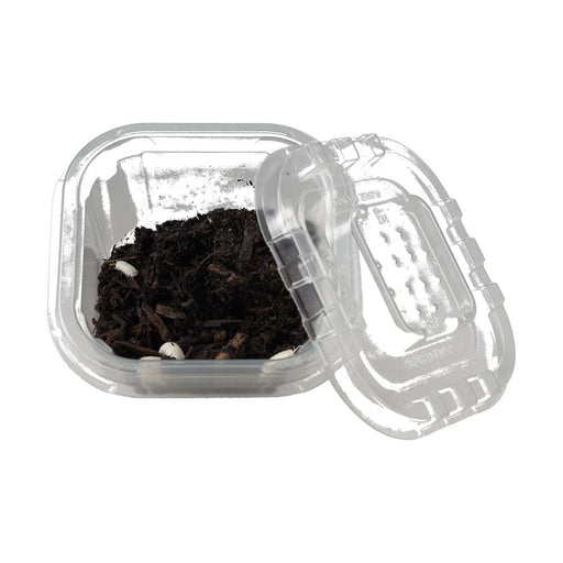 T - Albino Isopods - Reptiles By Post