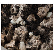 T - Albino Isopods - Reptiles By Post