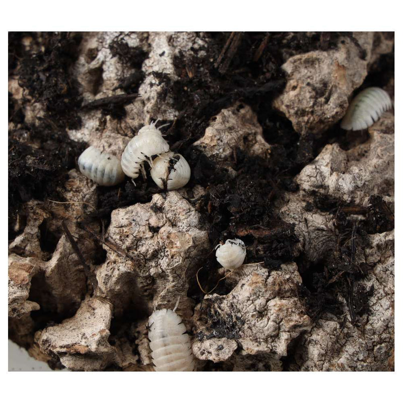 T - Albino Isopods - Reptiles By Post
