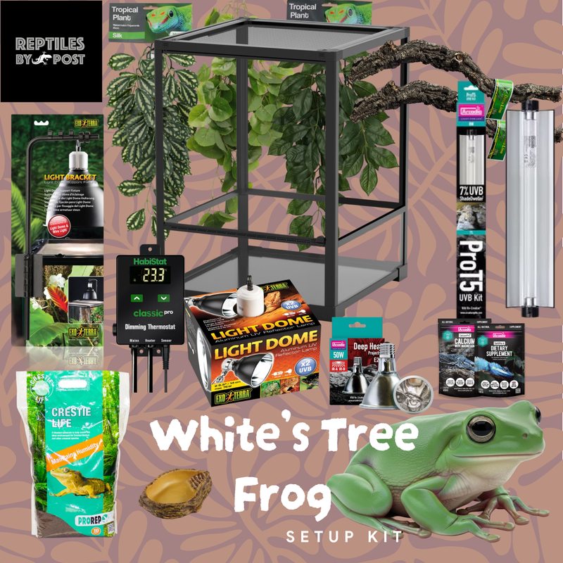 White's Tree Frog Set Up Kit - With Glass Terrarium - Reptiles By Post