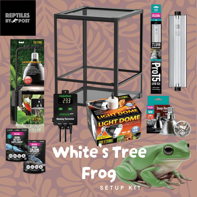 White's Tree Frog Set Up Kit - With Glass Terrarium - Reptiles By Post