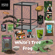 White's Tree Frog Set Up Kit - With Glass Terrarium - Reptiles By Post
