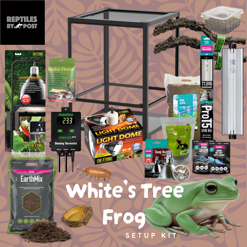 White's Tree Frog Set Up Kit - With Glass Terrarium - Reptiles By Post
