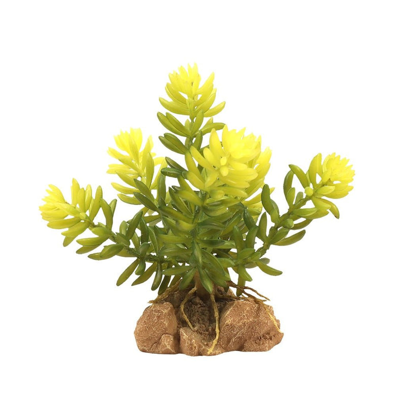 Zoo Med Desert Flora, Burro's Tail - Reptiles By Post