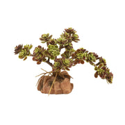 Zoo Med Desert Flora, Red Leaf Stonecrop - Reptiles By Post