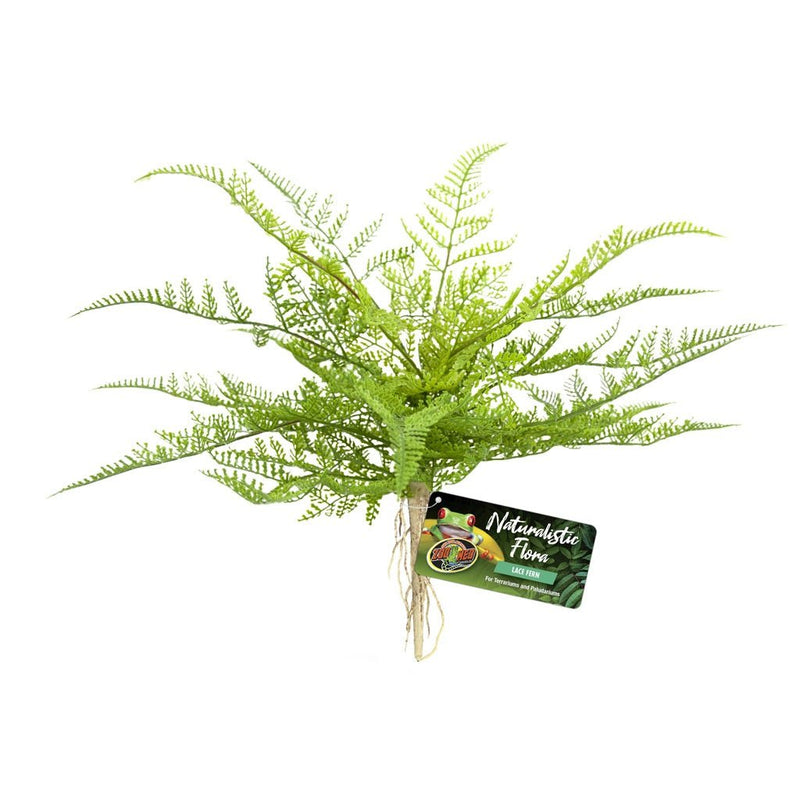 Zoo Med Lace Fern - Reptiles By Post