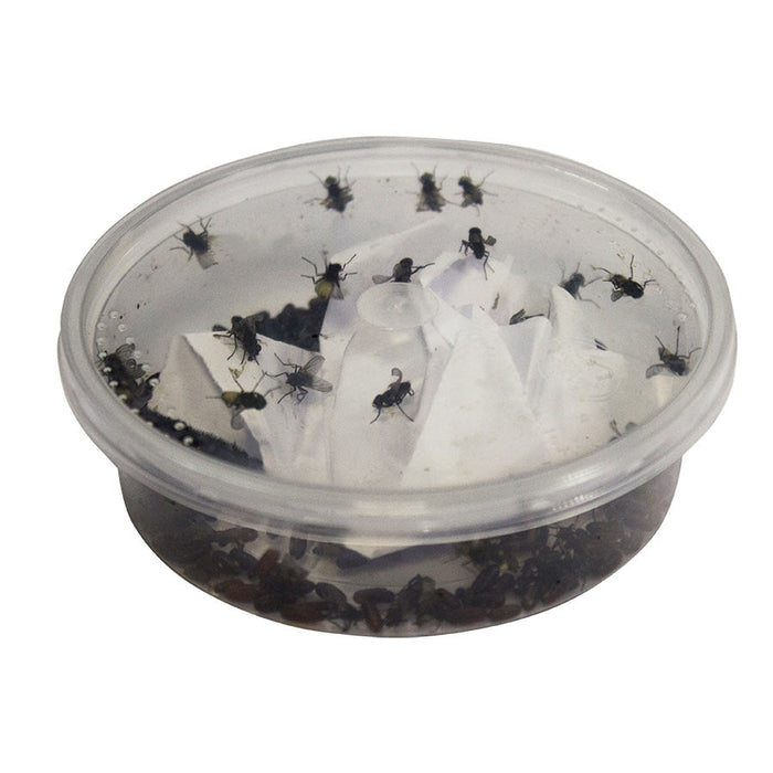 Curly-wing Flies pre-pack - Reptiles By Post