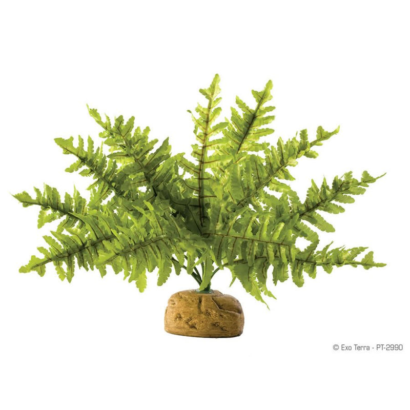 Exo Terra Boston Fern - Reptiles By Post