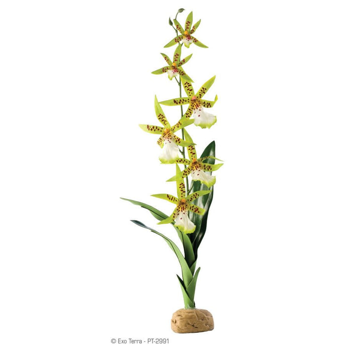 Exo Terra Spider Orchid - Reptiles By Post
