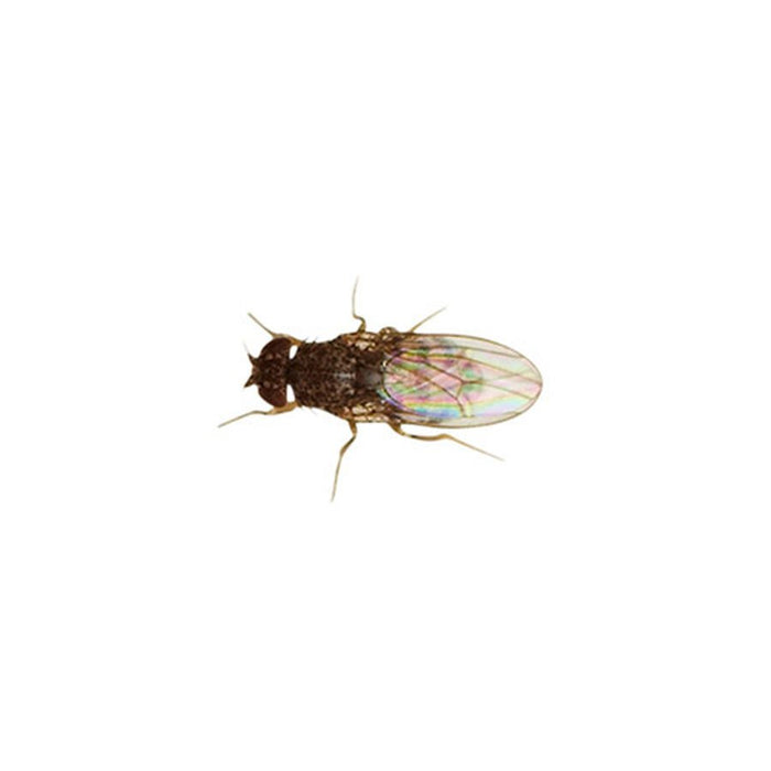 Flightless Fruitfly (Drosophila) culture - Reptiles By Post