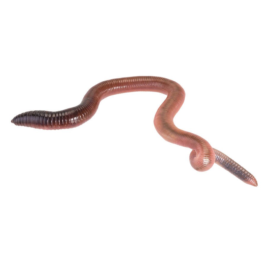 Giant Lob Worms (Lumbricus) prepack 10 — Reptiles By Post