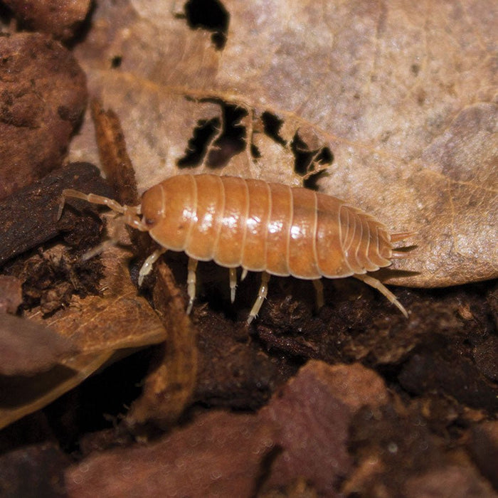 Giant Orange Woodlice Pre-pack - Reptiles By Post