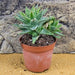 Live Plant Aloe Mitriformis (8.5cm pot) - Reptiles By Post