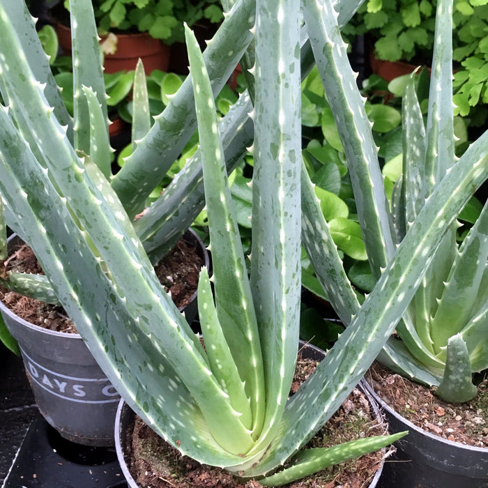 Live Plant Aloe Vera (Large) - Reptiles By Post
