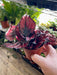Live Plant Begonia (Begonia Rex) 20cm - Reptiles By Post