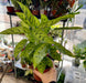 Live Plant Calathea (Mixed Species) 40cm - Reptiles By Post