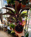 Live Plant Cordyline (Mixed Species) 50cm - Reptiles By Post