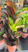 Live Plant Croton (Codiaeum Mrs Iceton) 50cm - Reptiles By Post