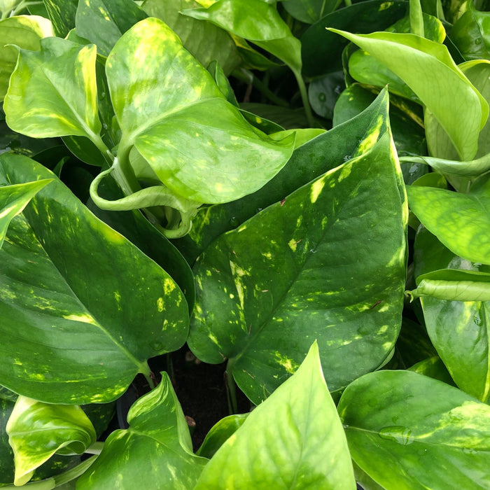 Live Plant Devil's Ivy 'Variegated' (Large) - Reptiles By Post