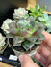 Live Plant Echeveria (Mixed Species) - Reptiles By Post