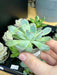 Live Plant Echeveria (Mixed Species) - Reptiles By Post