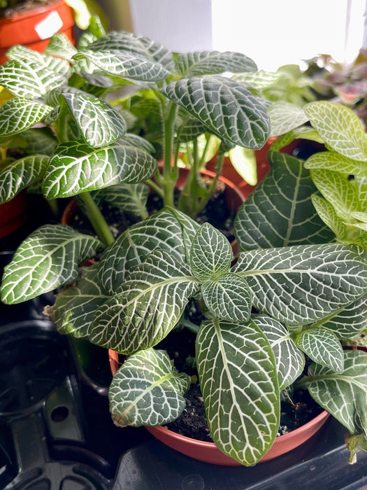 Live Plant Fittonia (Mixed Species) 10cm - Reptiles By Post
