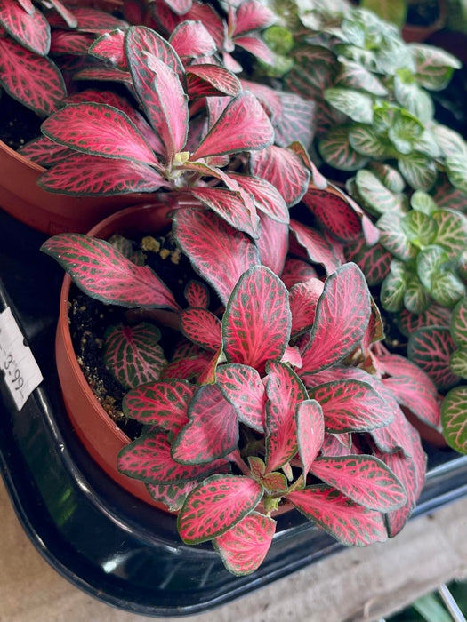 Live Plant Fittonia (Mixed Species) 10cm - Reptiles By Post