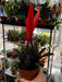 Live Plant Flaming Sword Bromeliad (Vriesea Era) 40cm - Reptiles By Post
