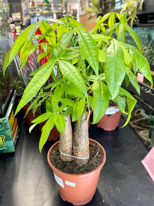 Live Plant Guiana Chestnut (Pachira Aquatica) 40cm - Reptiles By Post