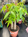 Live Plant Guiana Chestnut (Pachira Aquatica) 40cm - Reptiles By Post