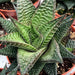Live Plant Harworthis Limefolia (Medium) - Reptiles By Post