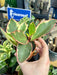 Live Plant Peperomia (Mixed Colours) - Reptiles By Post