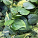 Live Plant Philodendron Scandens (Large) - Reptiles By Post