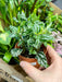 Live Plant Pilea (Mixed Species) - Reptiles By Post