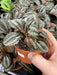 Live Plant Pilea (Mixed Species) - Reptiles By Post