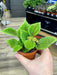 Live Plant Pilea (Mixed Species) - Reptiles By Post
