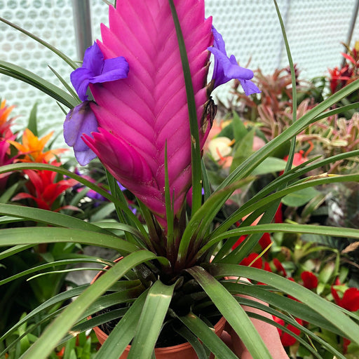 Live Plant Pink Quill Bromeliad - Reptiles By Post