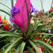 Live Plant Pink Quill Bromeliad - Reptiles By Post