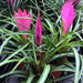 Live Plant Pink Quill Bromeliad (Small) - Reptiles By Post