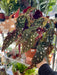 Live Plant Polka Dot Begonia (Begonia Maculata) 35cm - Reptiles By Post