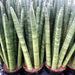 Live Plant Snake Plant (Large) - Reptiles By Post