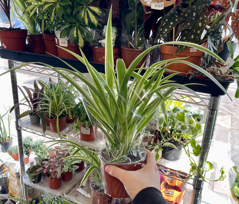 Live Plant Spider Plant (Chlorophytum Comosum) 45cm - Reptiles By Post