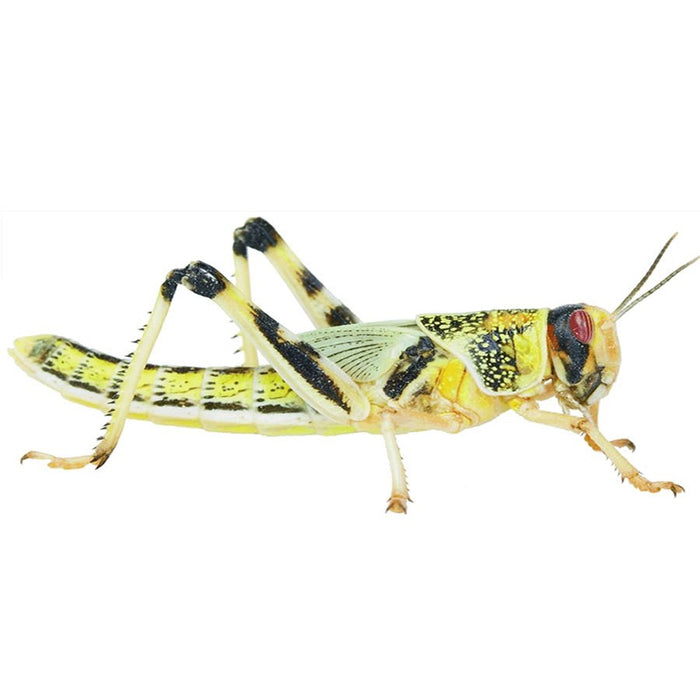Locust Super-Pack Tub - Reptiles By Post