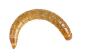 Mealworms - Reptiles By Post